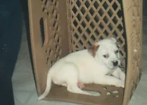 mynena.webp