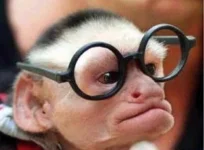 horny%20monkey.webp