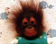 animal13.webp