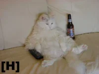 lazycat.webp