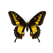 butterfly 01.gif