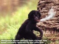 monkeysmoke.webp