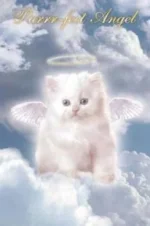 cat.webp