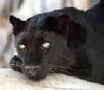 randomimage.webp