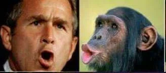 bush1.webp