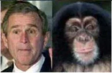 bush2.webp