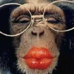 monkey kiss.webp