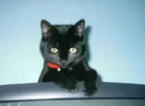 lvbb.webp