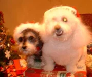 mydogs.webp