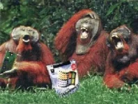 monkey windows.webp