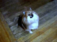 rocky1.webp